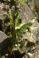 Asplenium scolopendrium. Mature plant with entire fronds, and sori elongated along the veins away from the margins.
 Image: L.R. Perrie © Leon Perrie CC BY-NC 3.0 NZ